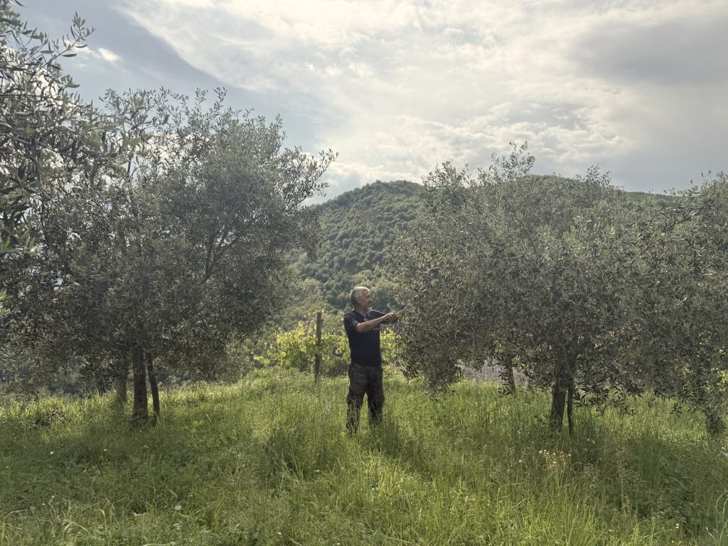 olives in Tuscany